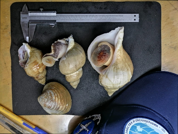 Учёными Магаданского филиала ВНИРО проводятся исследования брюхоногих моллюсков (трубачей) в северной части Охотского моря