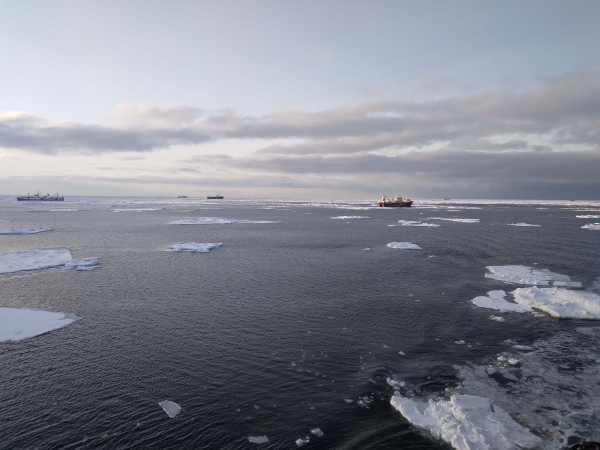 В Охотском море завершилась специализированная добыча и мониторинг промысла гижигинско-камчатской сельди
