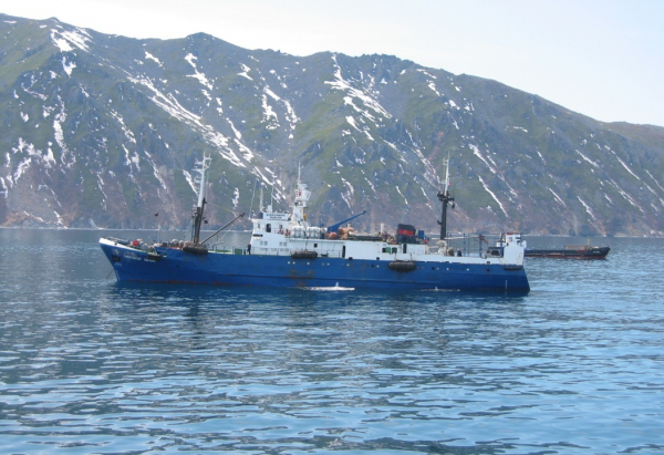 Завершение работ по мониторингу промысла трубачей в северной части Охотского моря