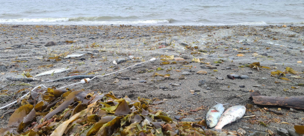 Учёными ВНИРО проведены исследования нерестовой тихоокеанской сельди в Гижигинской губе